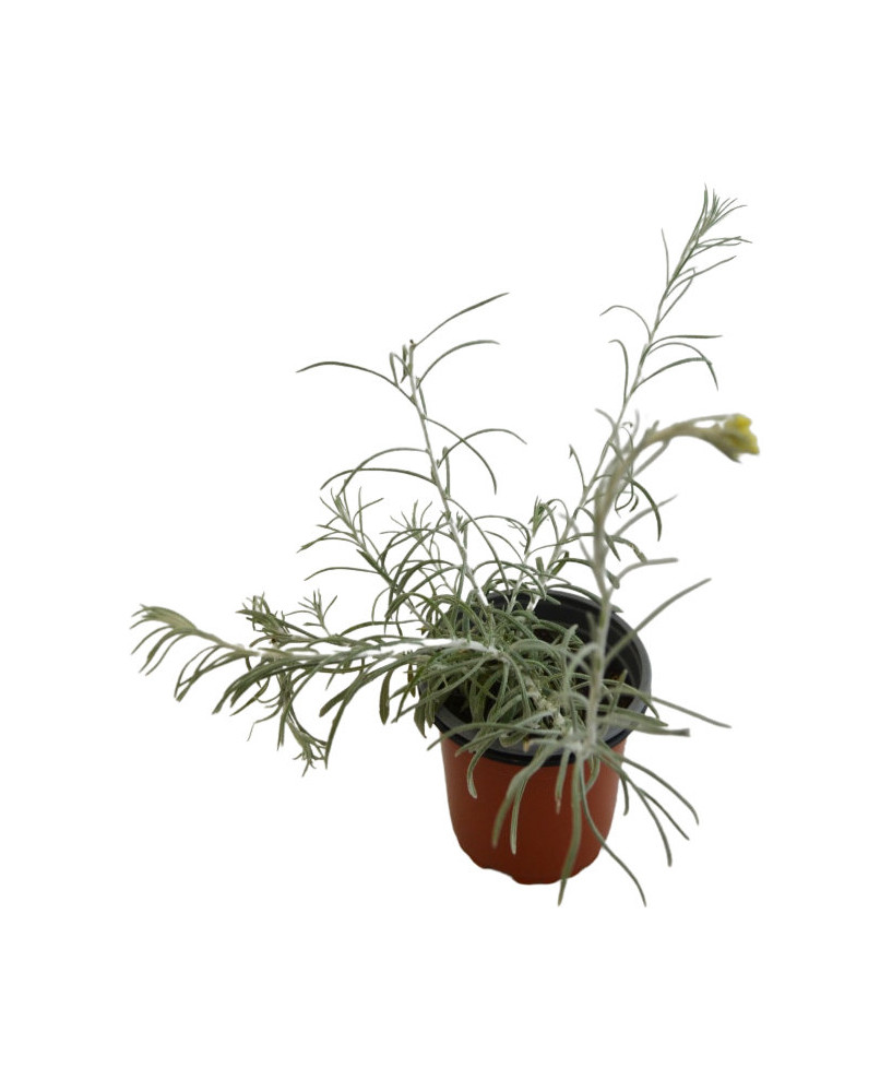 Siempreviva italicum olor curry