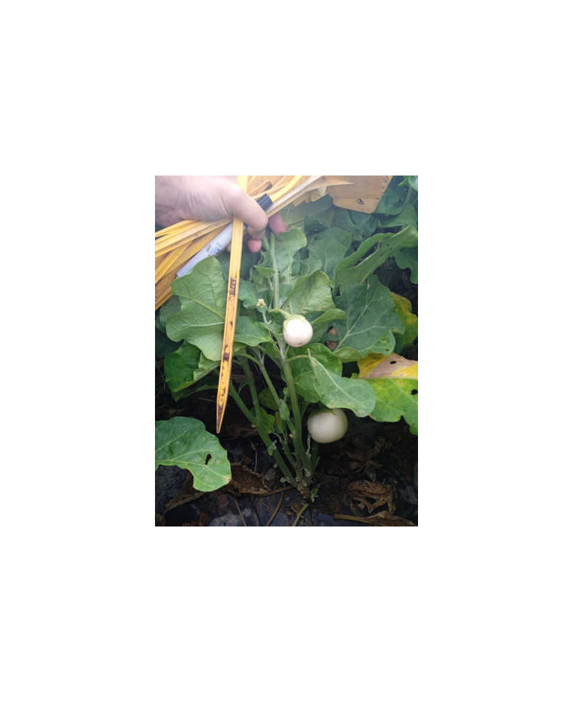 Berenjena blanca de Laos