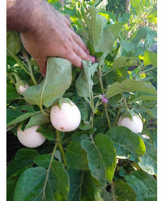 Berenjena blanca ovalada