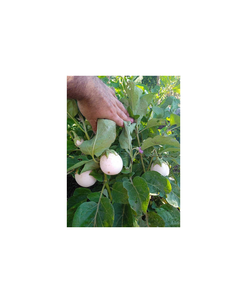 Berenjena blanca ovalada