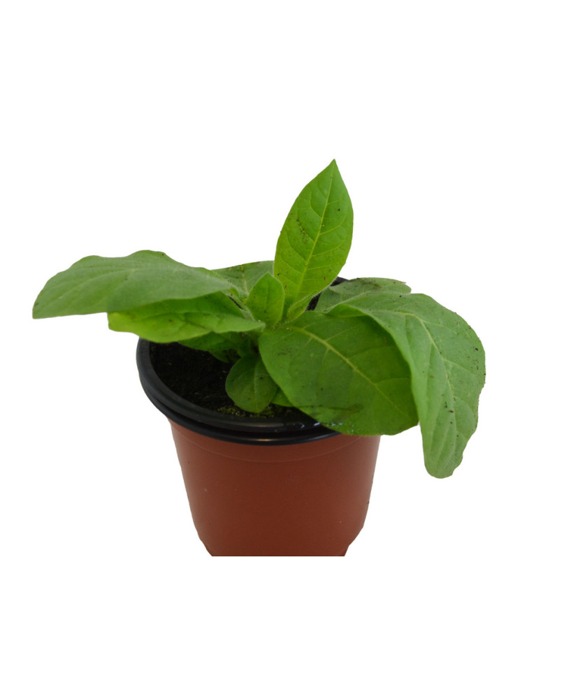Tabaco habanero