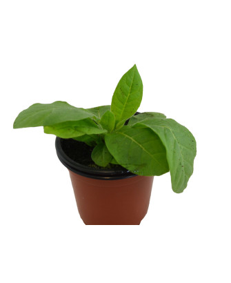 Tabaco habanero