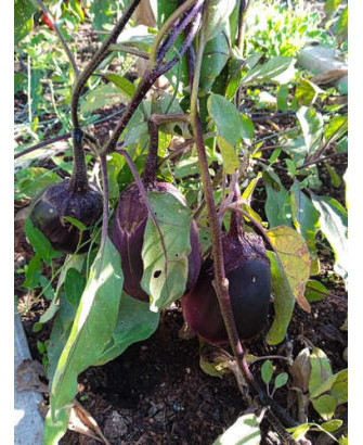 Berenjena konasu ancha morada