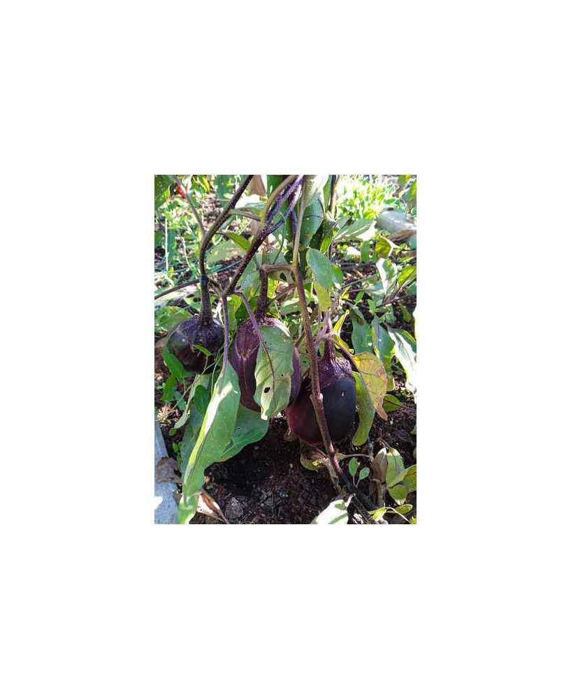 Berenjena konasu ancha morada