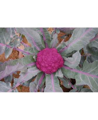 Brócoli de santa teresa azul