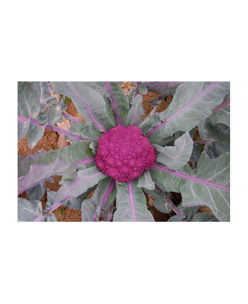 Brócoli de santa teresa azul