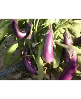 Berenjena galáctica azul/violeta