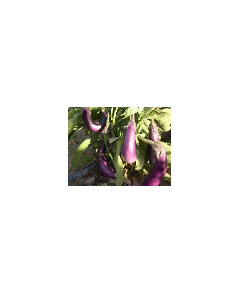Berenjena galáctica azul/violeta