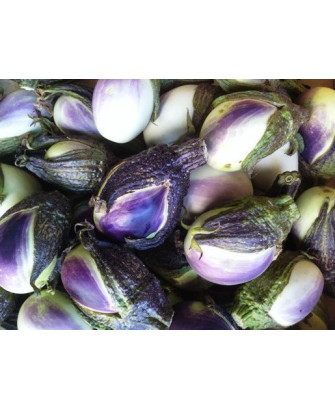Berenjena violeta rustica