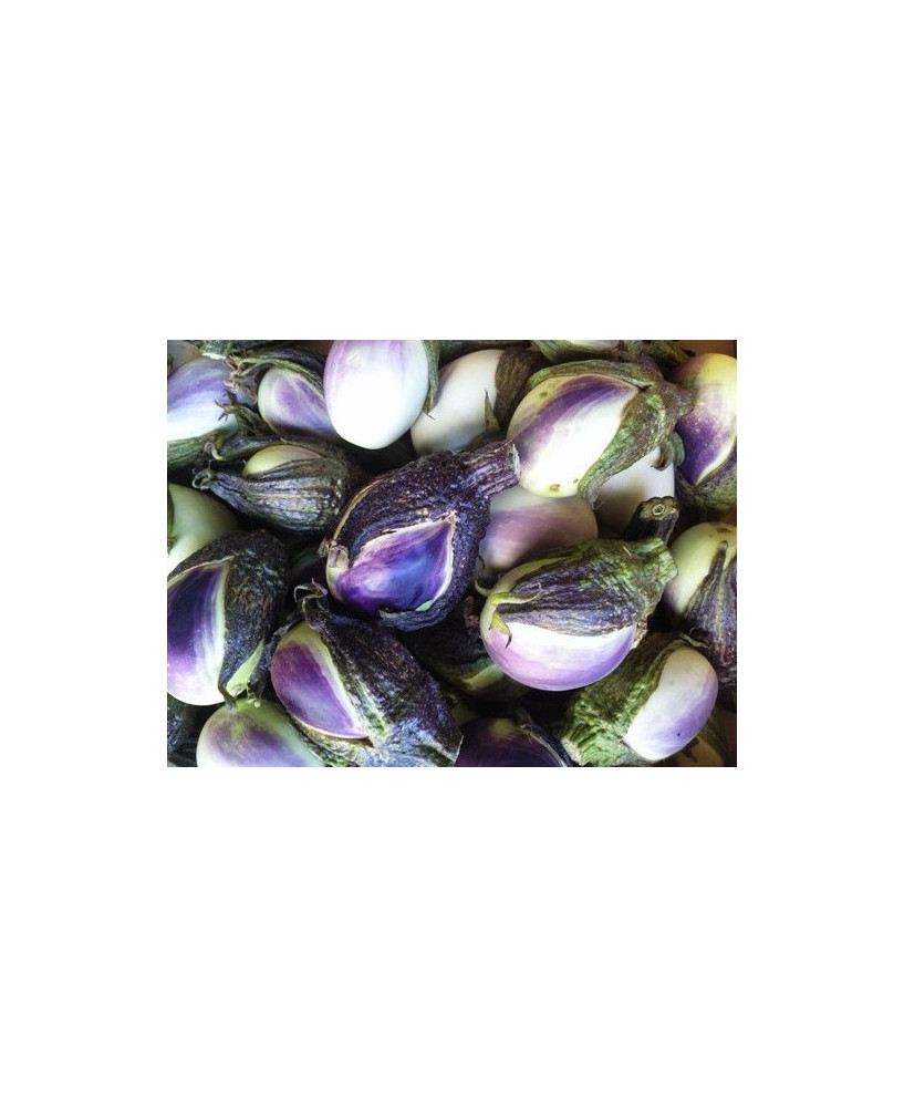 Berenjena violeta rustica