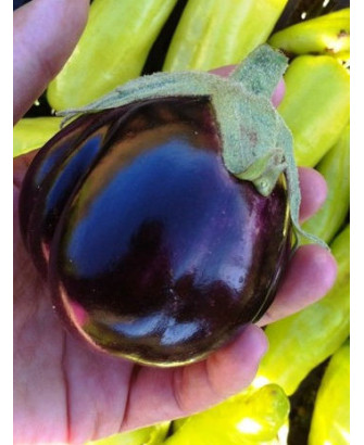 Berenjena negra redonda