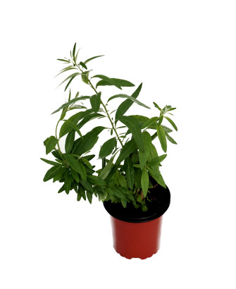 Té de burro