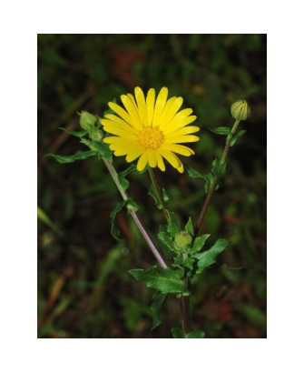 Caléndula Arvensis