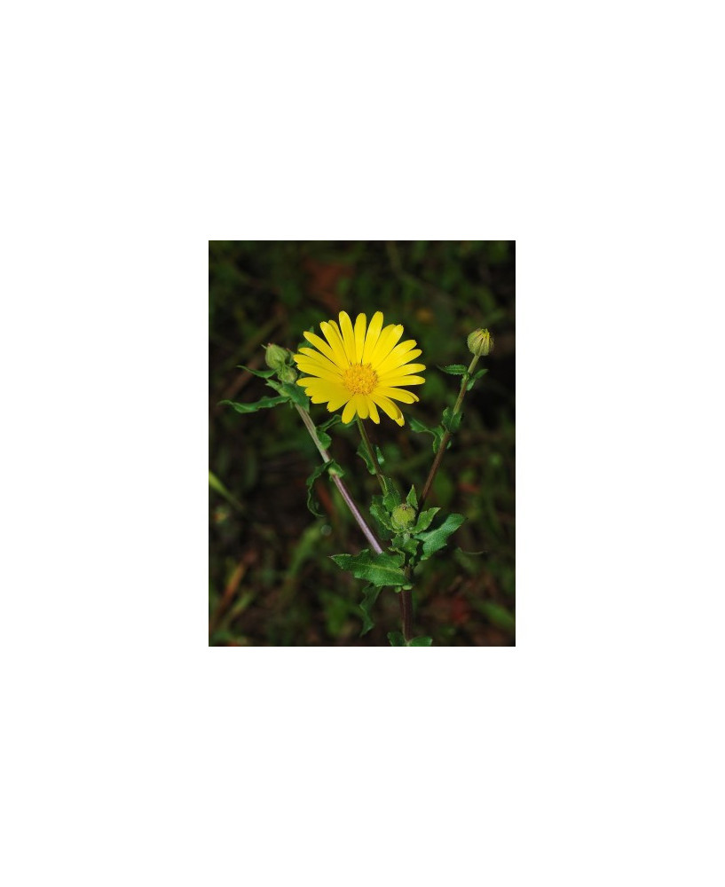 Caléndula Arvensis