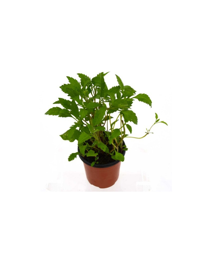 Té de Canarias