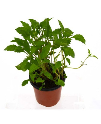 Té de Canarias
