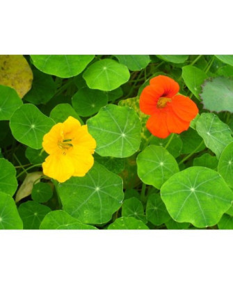 Capuchina