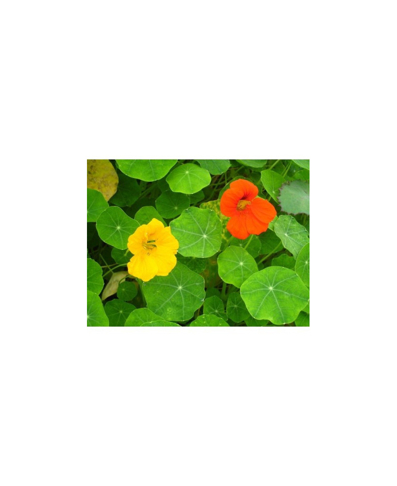 Capuchina