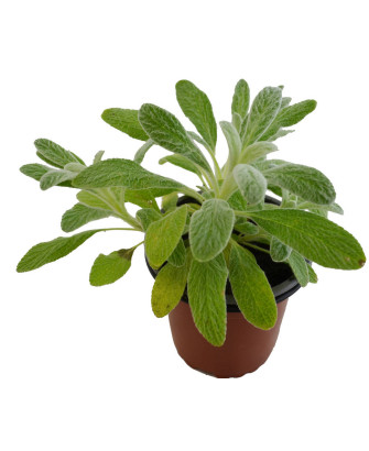 Té de montaña griego