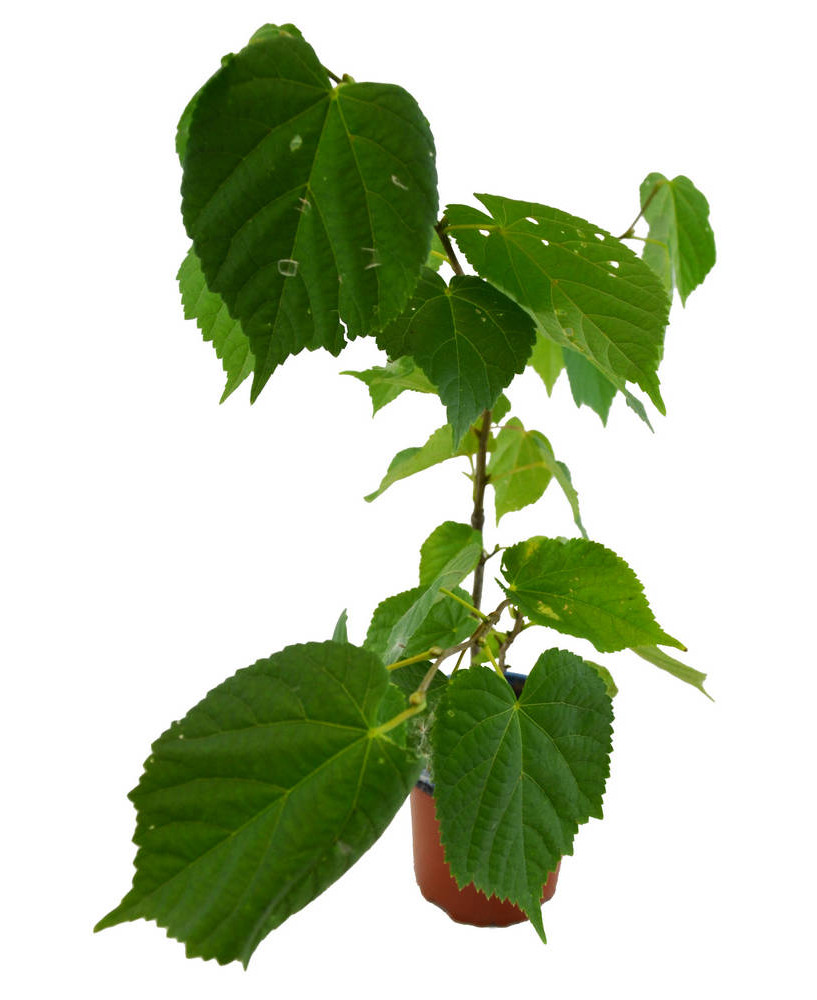 Tilo hoja grande