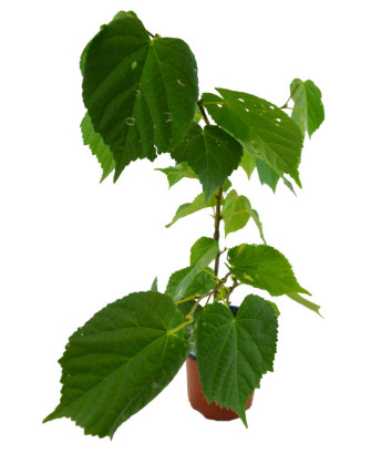 Tilo hoja grande
