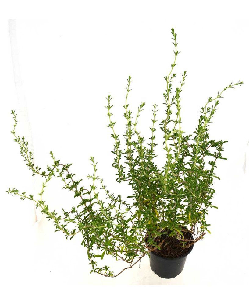 Tomillo aceitunero o andaluz