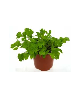 Cilantro