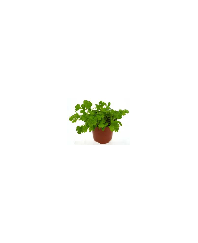 Cilantro