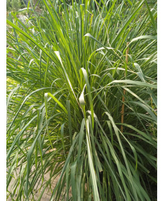 Citronela "flexuosus"