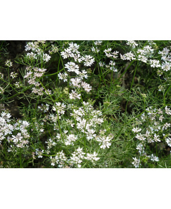 Cilantro limón