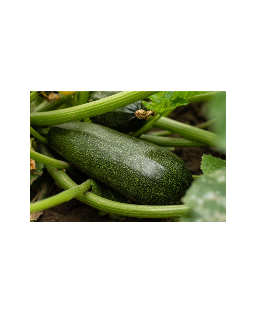 Calabacín largo verde