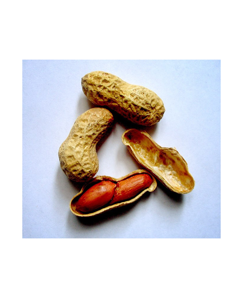Cacahuete