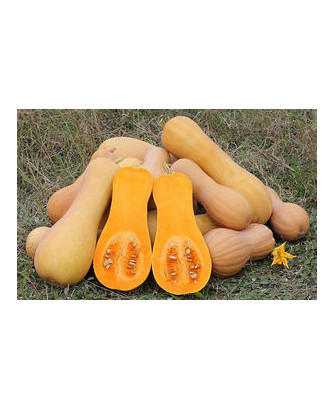Calabaza Violina