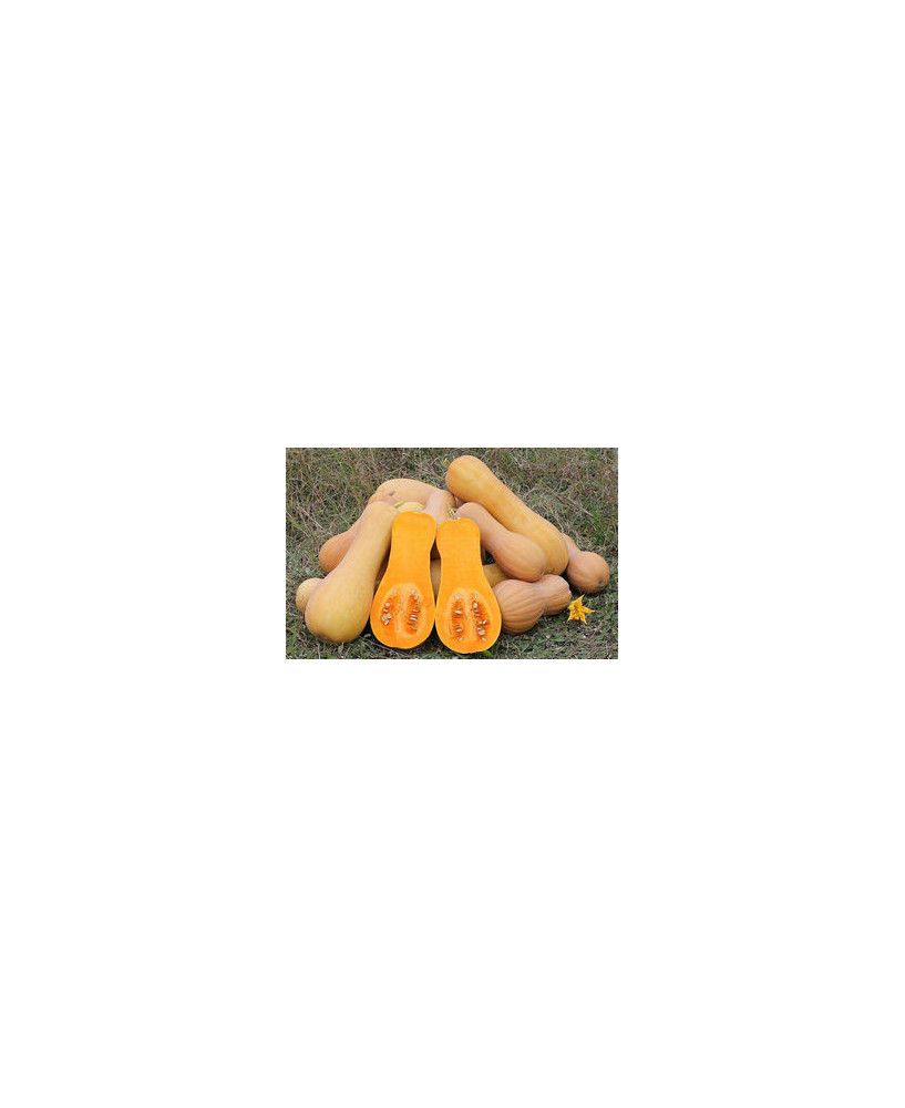 Calabaza Violina