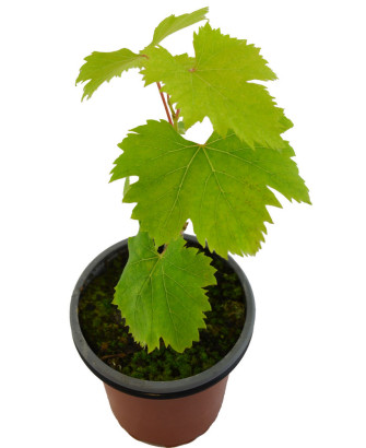 Uva moscatel var. tradicional