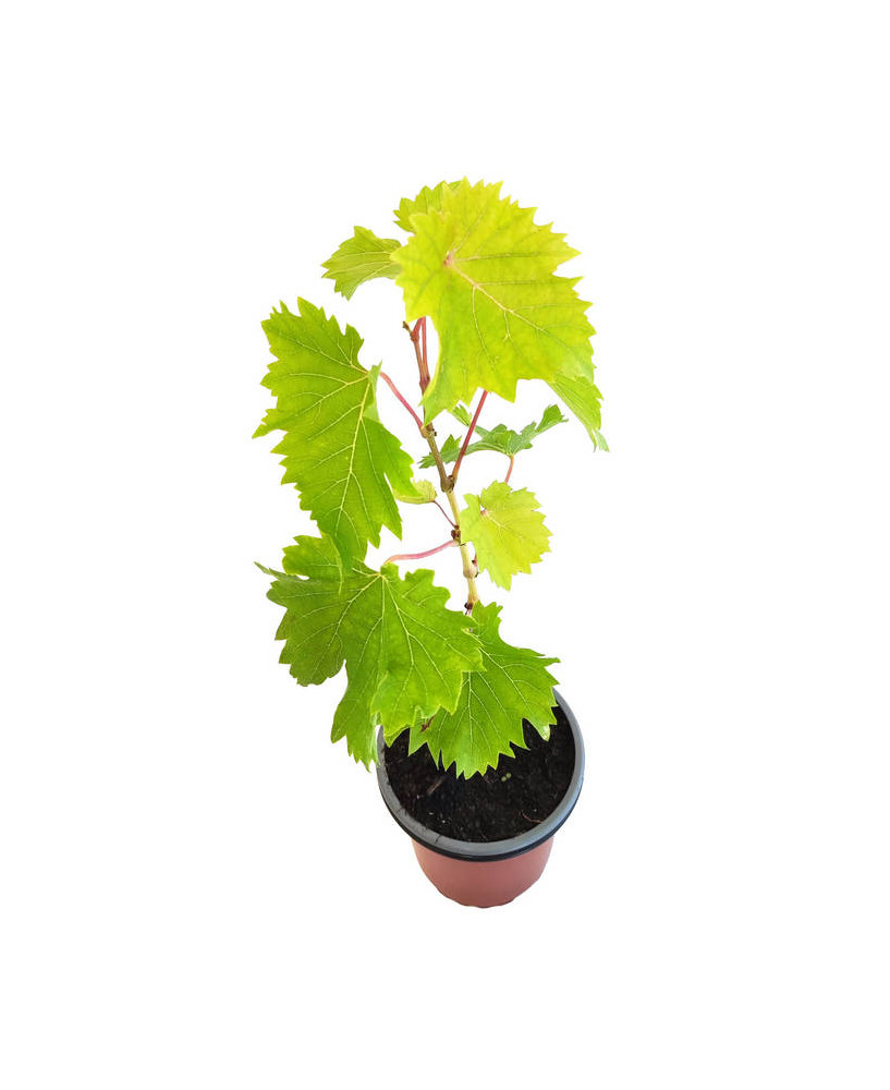 Uva sabor fresa
