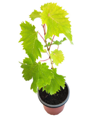 Uva sabor fresa