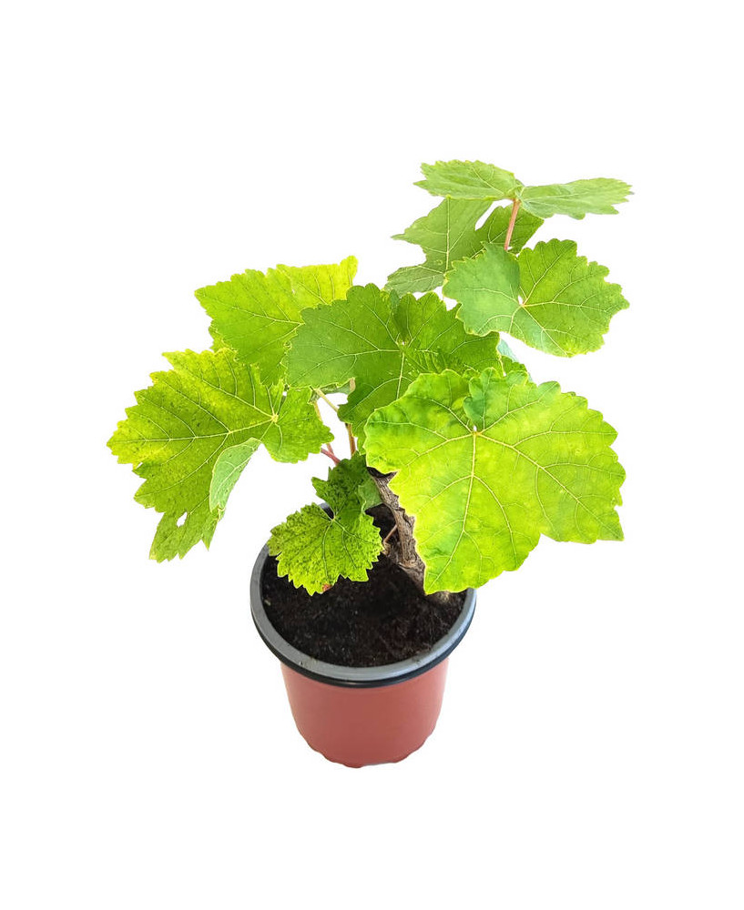 Uva moscatel negra
