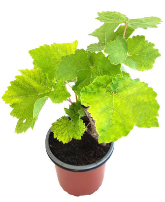 Uva moscatel negra