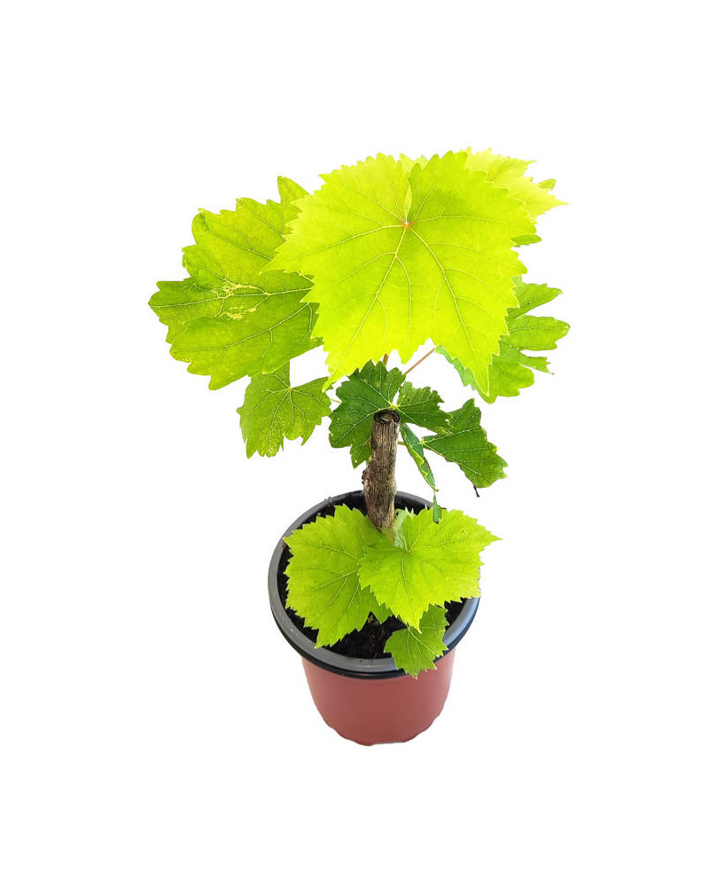 Uva pasa sultana