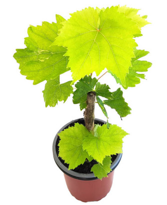 Uva pasa sultana