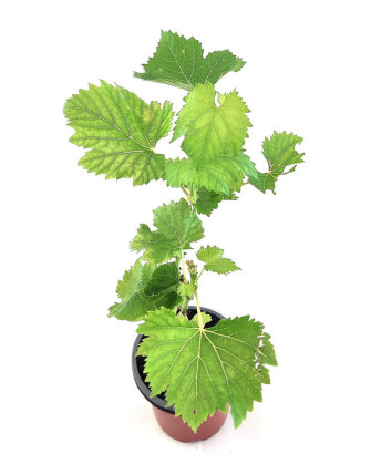 Uva rosseti de mesa