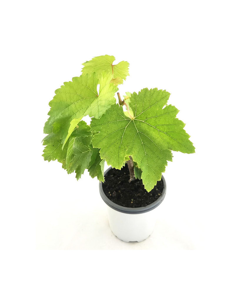 Uva sin pepita morada