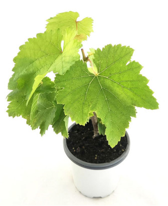 Uva sin pepita morada