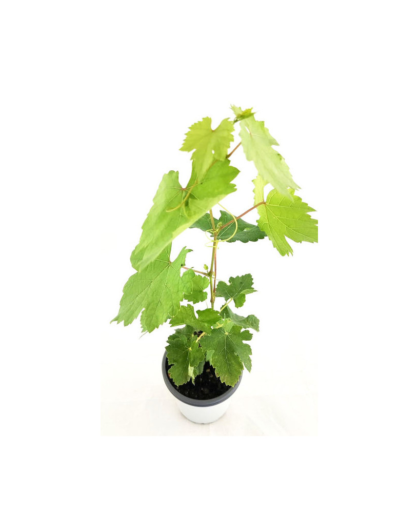Uva pansa blanca