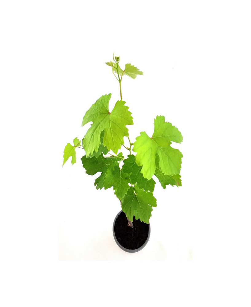 Uva verde grande, de mesa