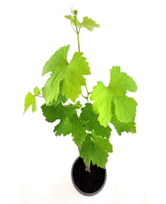 Uva verde grande, de mesa