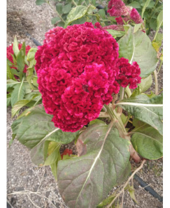 Amaranto celosía plumosa color purpura