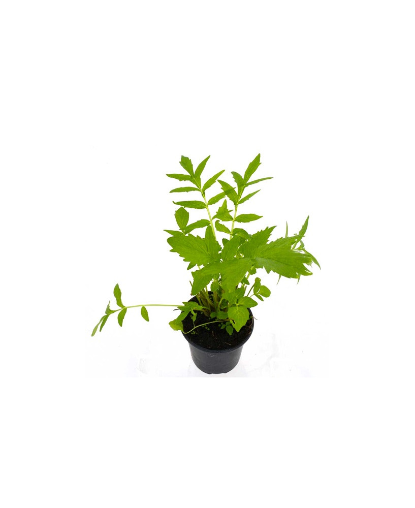 Valeriana