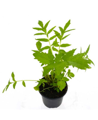 Valeriana